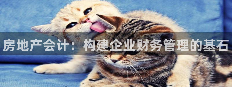 新宝5日740005蔻：房地产会计：构建企业财务管理的基石