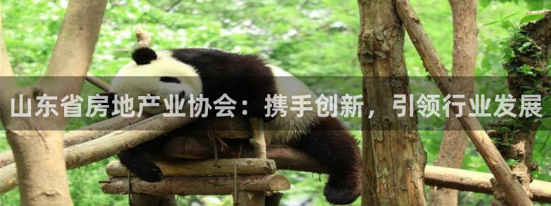 新宝5线路：山东省房地产业协会：携手创新，引领行业发展